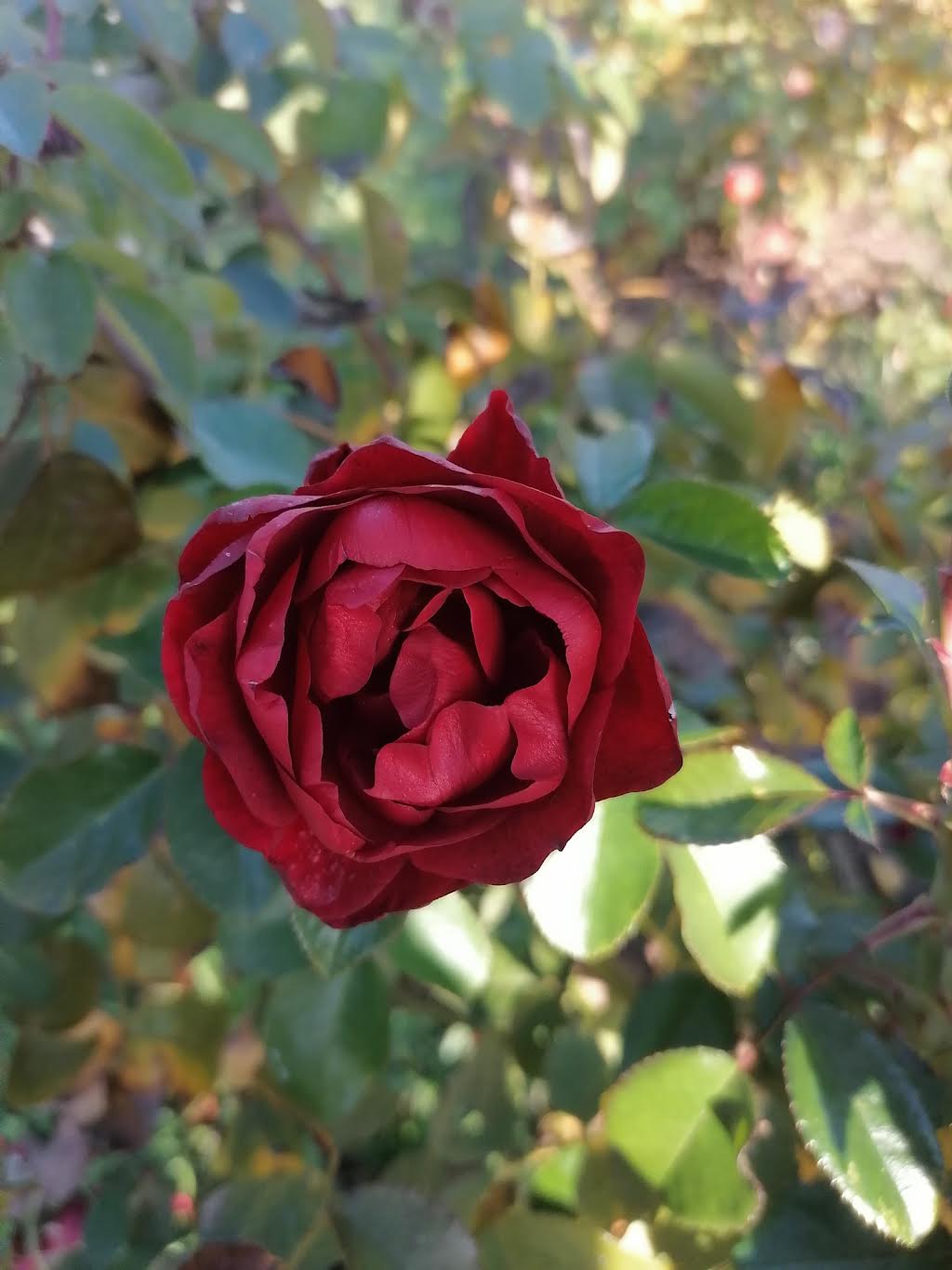 Martedì 9 dicembre 2025